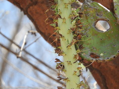 Agave vilmoriniana