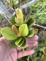 Syzygium sandwicense