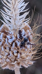 Aciura coryli
