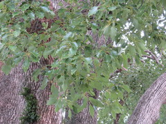 Cinnamomum camphora
