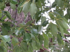 Cinnamomum camphora