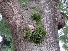 Cinnamomum camphora