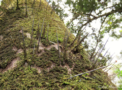 Acrocomia intumescens