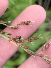 Machaerina mariscoides