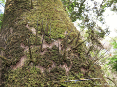 Acrocomia intumescens