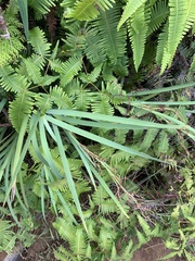 Machaerina mariscoides