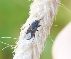 Peritrechus geniculatus