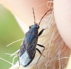 Peritrechus geniculatus