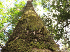 Acrocomia intumescens