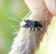 Peritrechus geniculatus