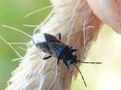 Peritrechus geniculatus