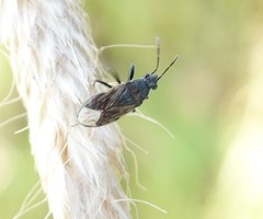 Peritrechus geniculatus