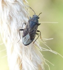 Peritrechus geniculatus