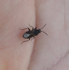 Peritrechus geniculatus