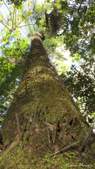 Acrocomia intumescens