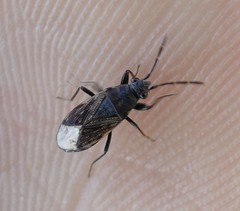 Peritrechus geniculatus