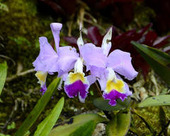 Cattleya trianae