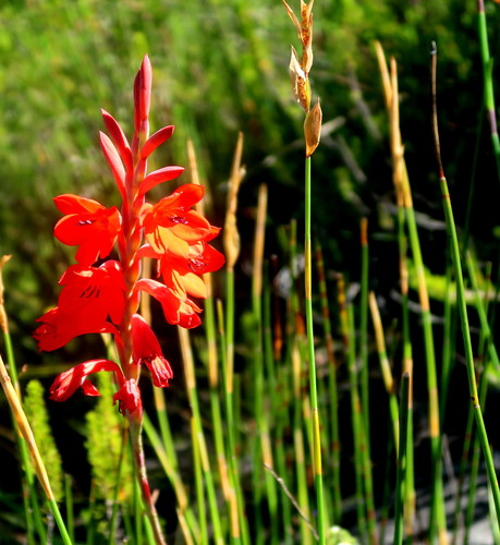 Image of Watsonia galpinii by no rights reserved