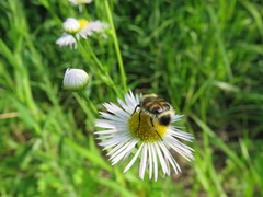 Lasiotrichius succinctus