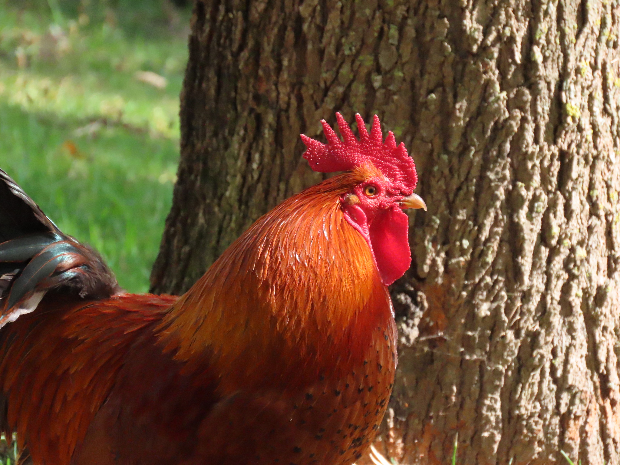 Gallo (gastronomía) - Wikipedia, la enciclopedia libre