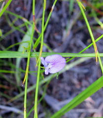 Psoralea trullata