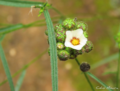 Sida linifolia
