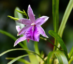 Miltonia