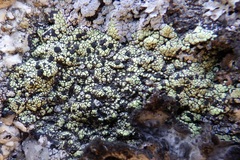 Rhizocarpon geographicum
