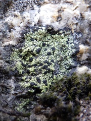 Rhizocarpon geographicum