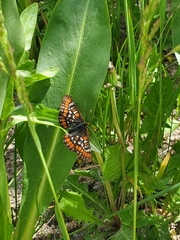 Euphydryas gillettii