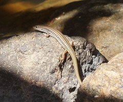 Ctenotus