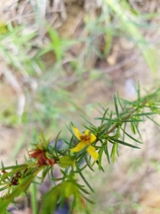 Hypericum fasciculatum