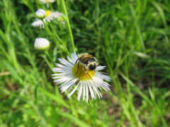 Lasiotrichius succinctus