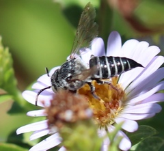 Boreocoelioxys