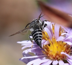 Boreocoelioxys