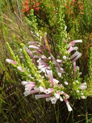 Erica perspicua perspicua