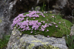 Silene acaulis exscapa