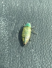 Buprestis confluenta