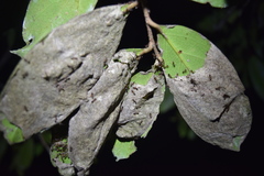 Technomyrmex anterops