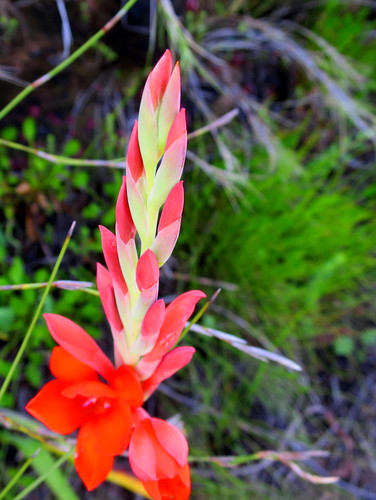 Image of Watsonia galpinii by no rights reserved