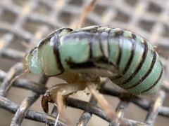 Platypediini