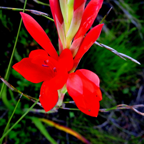 Image of Watsonia galpinii by no rights reserved