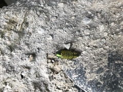 Buprestis confluenta