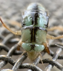 Platypediini