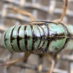 Platypediini