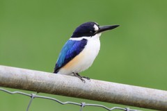 Forest Kingfisher photo 3