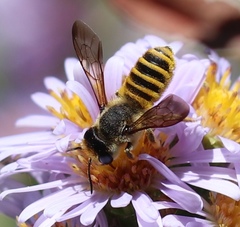 Megachile