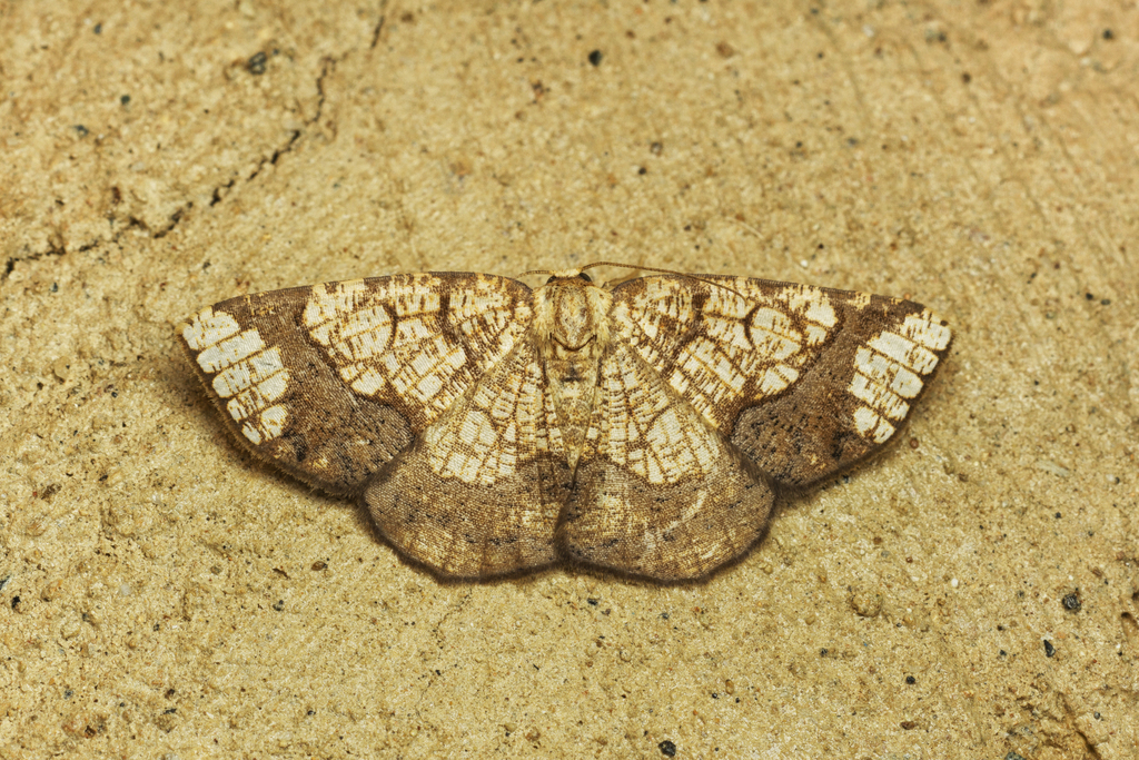 Nematocampa reticulata