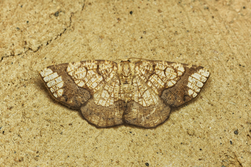 Nematocampa reticulata