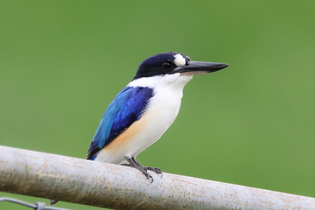 Forest Kingfisher (Todiramphus macleayii) photo